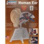 Kit para Montar y Pintar una Oreja Humana Lindberg 71308 – Lindberg Science Kits – Hobbyteam