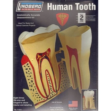 Kit para Montar y Pintar un Diente Humano Lindberg 71312 – Lindberg Science Kits – Hobbyteam