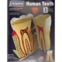 Kit para Montar y Pintar un Diente Humano Lindberg 71312 – Lindberg Science Kits – Hobbyteam