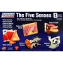 Kit para Montar y Pintar los 5 Sentidos Lindberg 713150 en Juegos Educativos & Robótica de Hobbyteam