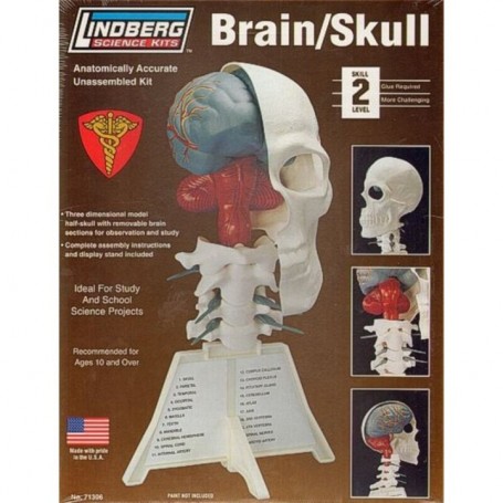 Kit para Montar y Pintar un Cráneo Humano Lindberg 71306