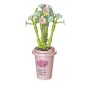 Plantas con maceta en Kit Cubix (10 modelos)