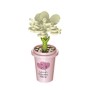 Plantas con maceta en Kit Cubix (10 modelos)